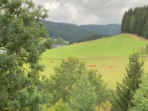 un campo verde con algunos animales pastando en él en Kuckucksnest Jostal, en Titisee-Neustadt
