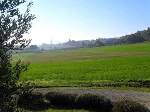 a field of green grass with a tree in the foreground at Appartamenti con cucina nelle colline toscane in Anghiari