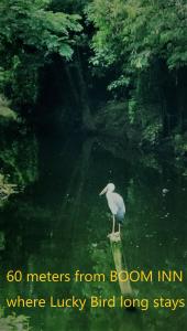 Boom inn في نونتابوري: طير واقف على صخرة في الماء