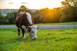 Animals at the hotel or nearby 