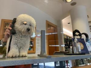 a dog sitting on a counter talking on a phone at Hotel Logonovo in Lido degli Estensi