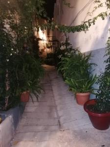 a walkway with potted plants in a building at Casa Amat in Rubite
