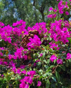 サンミゲル・デ・アジェンデにあるCasa Tierra Negraのギャラリーの写真