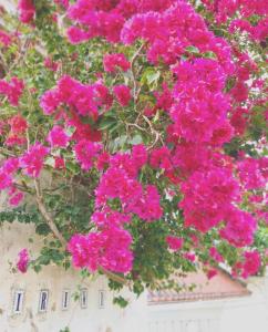 Um jardim em イリワ -stay&coffee iriwa-