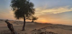 un árbol en el desierto con la puesta de sol en el fondo en Al Khateem Art Hub en Baţīn