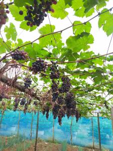 Um monte de uvas pretas penduradas numa árvore. em Mong Homestay Resort em Pang Ung