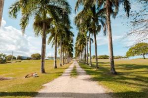 a dirt road lined with palm trees on a field at Atenas City Inn in Manati +13 photos