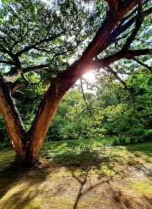 a tree in a field with the sun shining through it at Dunes Unawatuna Hotel in Unawatuna