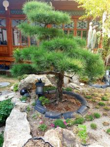 a pine tree in a pot with a light on it at Hanok1957 in Daegu