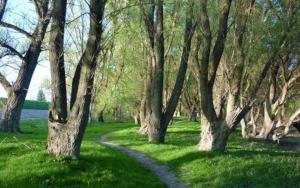 a path through a forest of trees in the grass at Pálma Apartmanok szálláshely Százhalombatta 6a in Százhalombatta +3 photos