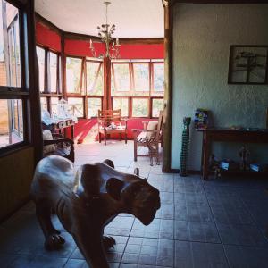 Pet ou pets ficando com hóspedes em Pousada Terraço Penedo