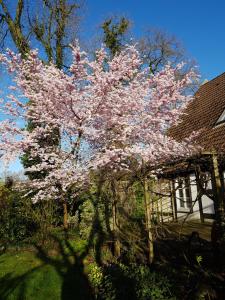 een boom met roze bloemen voor een huis bij Lieblingsplatz in Bremen