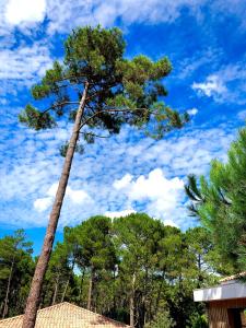 a tall pine tree in front of a blue sky at Domaine du Ferret Restaurant & Spa in Cap-Ferret