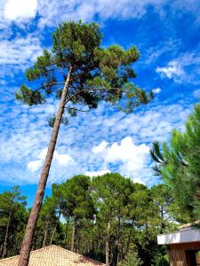 a tree in the middle of a forest at Domaine du Ferret Balnéo & Spa in Cap-Ferret