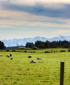 eine Schafherde auf einem Feld in der Unterkunft Gem bed and breakfast in Christchurch