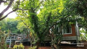 un arbre recouvert de feuilles vertes devant une maison dans l'établissement Aum Hum Homestay, à Fang