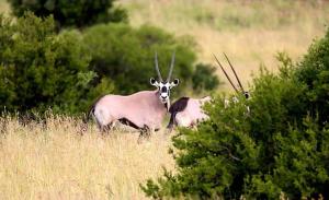 Gallery image of Letsatsi Game Lodge in Smithfield