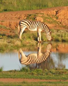 Gallery image of Letsatsi Game Lodge in Smithfield