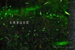 a close up of a plant with green leaves at Jinguang Homestay in Fanlu