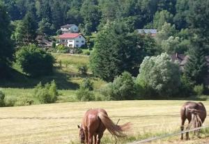 two horses grazing in a field with a house in the background at Ferienwohnung Patry in Leonhardshof