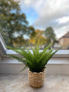 una planta en una canasta sentada en un alféizar de la ventana en Ferienwohnungen Glückstadt, en Glückstadt