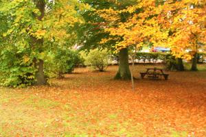 a park with a bench and trees with leaves on the ground at Glenfiddich in Nairn