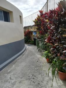 einen Gehweg neben einem Gebäude mit Blumen in Töpfen in der Unterkunft Casa Zona Velha - Caetano in Funchal