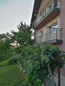 een gebouw met een grote groene struik ervoor bij Uzicki-konaci in Užice