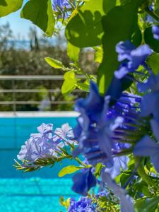 a bunch of blue flowers in front of a pool at La Riviera Barbati Seaside Apartments & villas in Barbati
