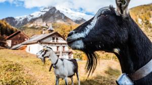Altri animali domestici presso l'hotel o nei dintorni