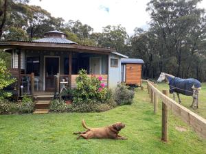 
Pet or pets staying with guests at Ionaforest Yurt & Shepherds Hut
