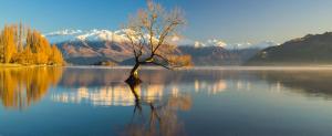 a tree in the middle of a lake with mountains at The Moorings Motel and Apartments in Wanaka