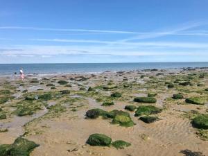 a beach with green rocks and the ocean at Bank Street Apartment in Herne Bay