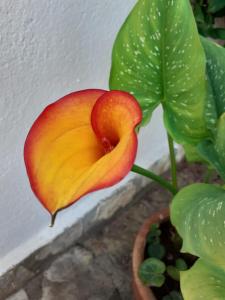 Gallery image of Monolocale da Mariolina in Macari +28 photos