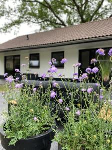 un groupe de fleurs violettes en pots devant une maison dans l'établissement Camping de Vinkenkamp, à Lieren