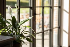 una pianta in vaso seduta davanti a una finestra di Casa Cava B&B a Dendermonde