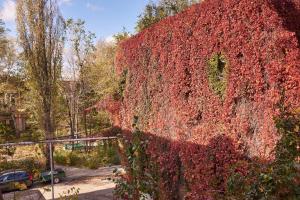 a wall covered in red ivy in a park at New Historical Museum Apartment in Kharkiv