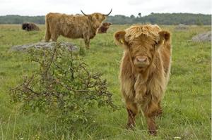 a brown cow standing in a field of grass at Tuulingu Holiday House at Matsalu National Park in Haeska