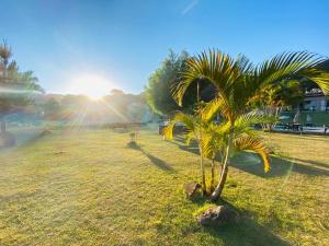 a palm tree in a field with the sun in the background at Hotel Nascentes da Serra in Poços de Caldas