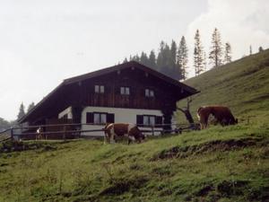 Tres vacas pastando en una colina frente a un granero en Weissenhof en Rottau