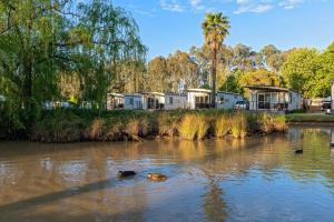 Discovery Parks - Maidens Inn Moama في مواما: اثنين من الكلاب يسبحون في الماء في نهر