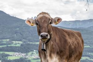 Állatok a vidéki vendégházban vagy a közelben