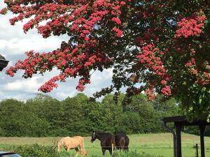 two horses grazing in a field under a tree with red flowers at Zwischen den Feldern in Brebel