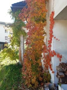 Foto dalla galleria di Locanda Rondolost a Cencenighe