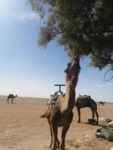 Un chameau debout à côté d'un arbre dans le désert dans l'établissement Maison d'hôtes Dar Farhana, à Ouarzazate