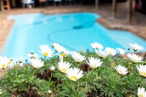 a bunch of white flowers in front of a swimming pool at Balmoral Lodge in Bellville