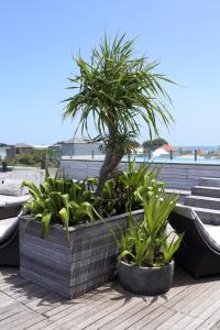 a couple of potted plants sitting on a deck at Surf Motel in Canggu