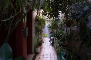 an alley filled with potted plants in a building at Pagration Youth Hostel in Athens