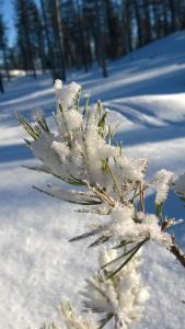 Lapin Lumilomat durante l'inverno
