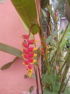 Zahrada ubytování Pousada Portal das Flores